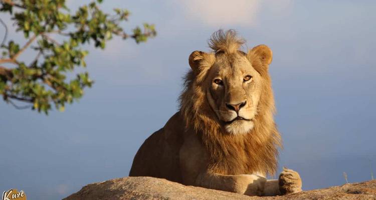 Lion resting on a rock.
