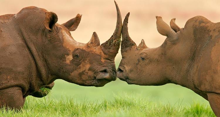 Two rhinos touching horns, covered in mud.