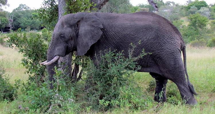 African elephant standing near a tree.
