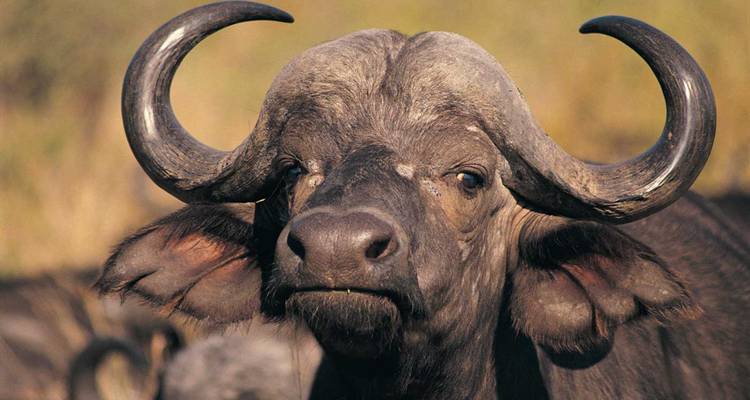 Close-up of a buffalo's face.