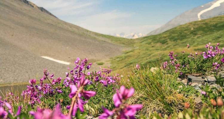 Wilde bloemen die bloeien in een bergachtige omgeving.