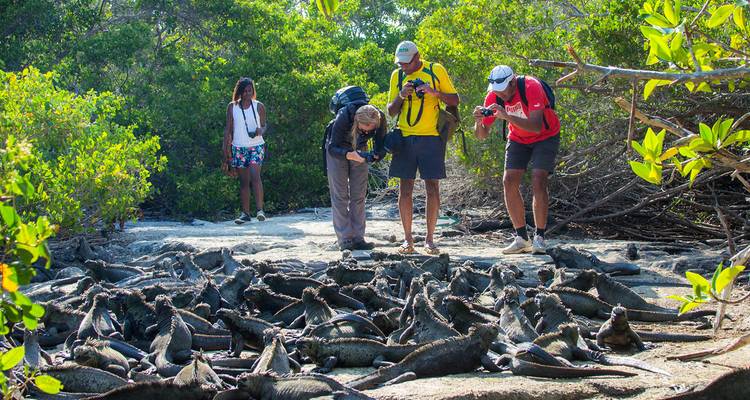Turistas fotografiando iguanas marinas en la playa.