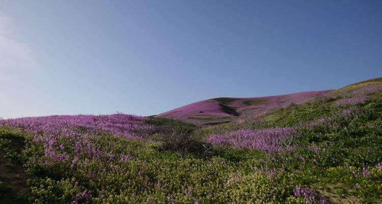 Hills with purple flowers under a clear blue sky.