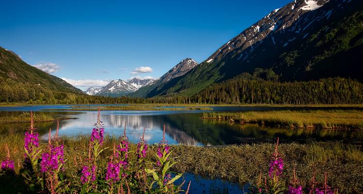 Vue panoramique de montagnes, d'un lac et de fleurs sauvages éclatantes dans un paysage naturel.