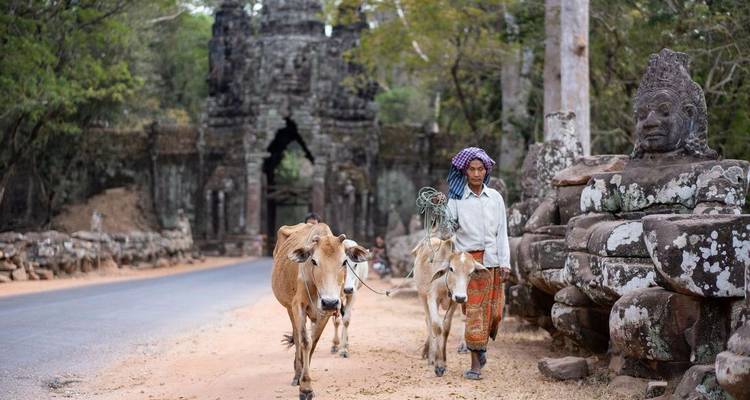 Personne promenant deux bovins sur une route menant à une ancienne porte de pierre.