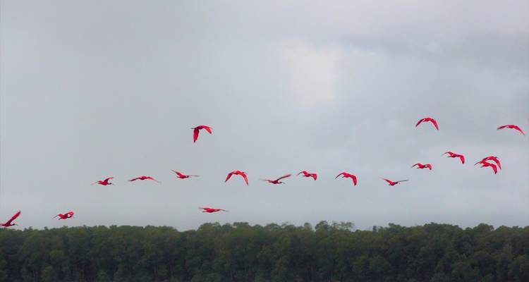 Flock of red birds flying over a forest.
