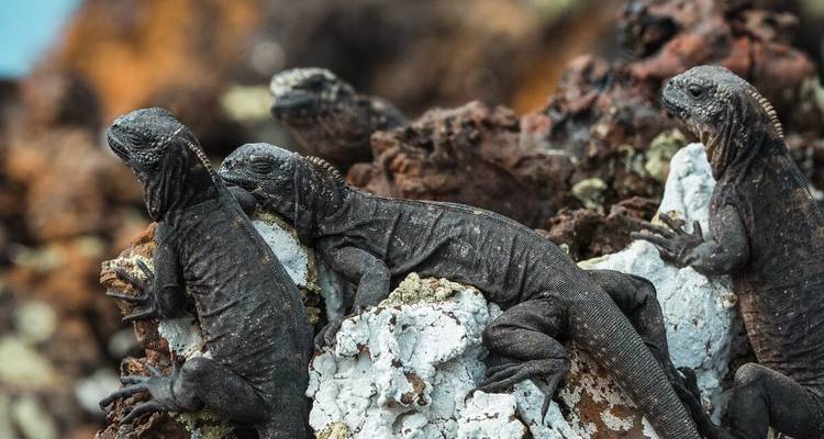 Iguanes se reposant sur des rochers avec un ciel bleu en arrière-plan.