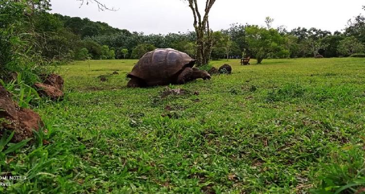 Tortue géante broutant de l'herbe verte luxuriante sous un arbre.