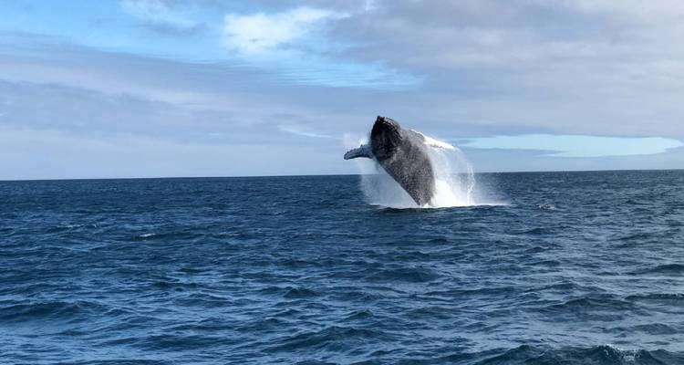 Baleine jaillissant de la surface de l'eau en pleine mer.