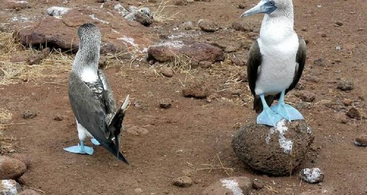 Deux fous à pieds bleus debout sur un sol rocheux.