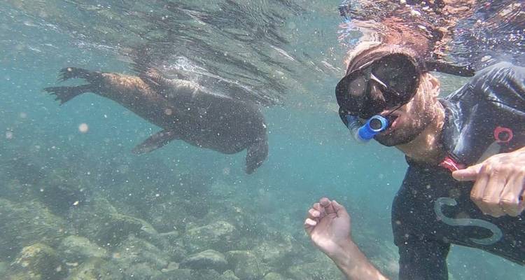 Image sous-marine d'un plongeur avec tuba et d'un phoque qui nagent.