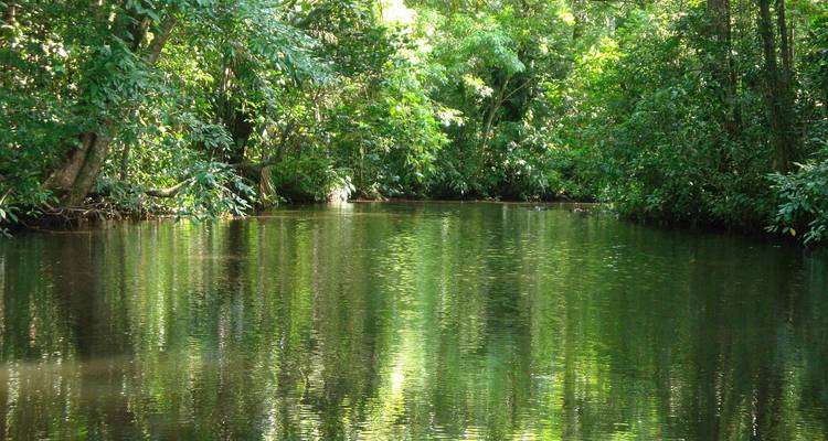 Kalme regenwoudrivier met dichte begroeiing.