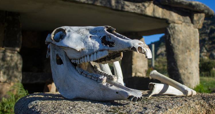 Cráneo de animal descansando sobre una superficie de piedra con estructuras antiguas cercanas.