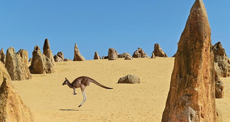 Kangourou sautant dans un paysage désertique avec des formations rocheuses uniques.