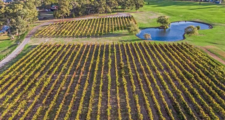 Vast vineyard with a small pond and orderly rows of vines.