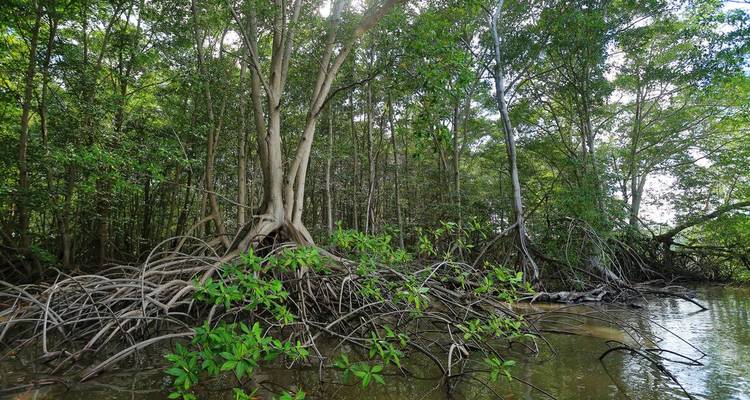 Forêt de mangrove dense avec racines aériennes visibles.