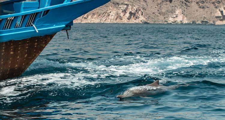 Dauphin nageant le long d'un bateau.