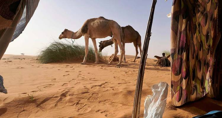 Camellos pastando cerca de una tienda en un desierto.