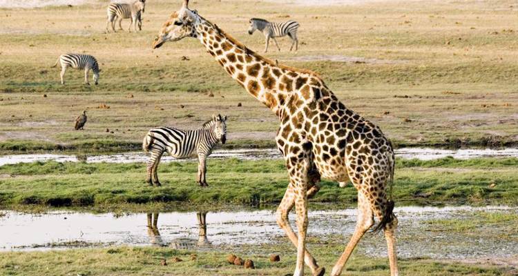 Giraffe tussen zebra's in een open vlakte.