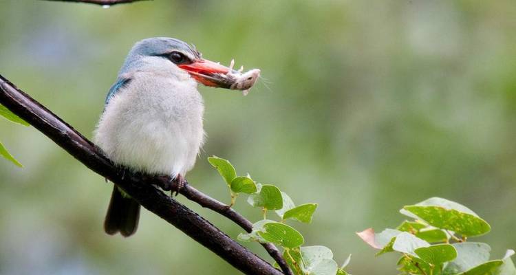 Vogel die prooi in zijn snavel vasthoudt terwijl hij op een tak zit.