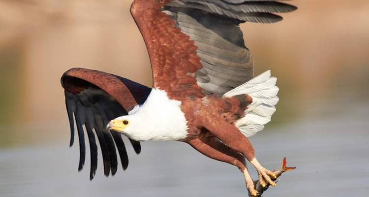 Adelaar in vlucht boven water met uitgespreide vleugels.
