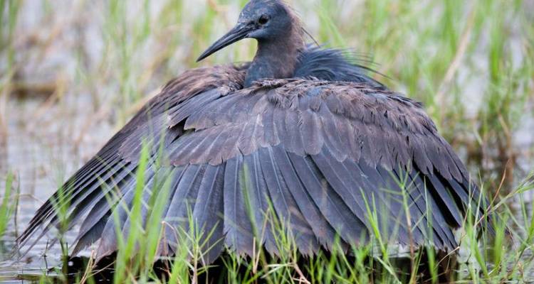 Vogel met opgeblazen veren die in grasachtig water staat.