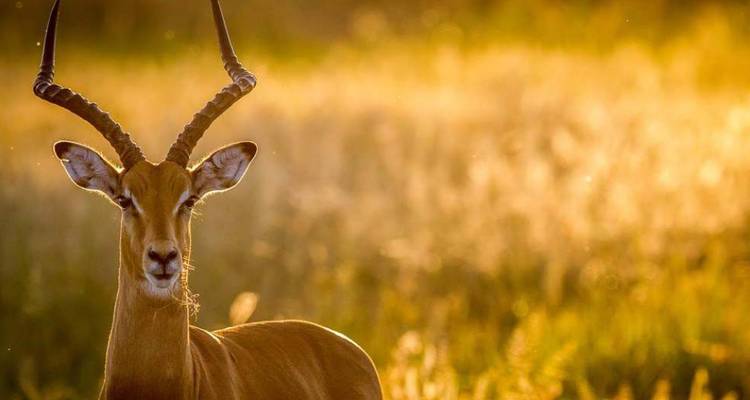 Impala in een door de zonsondergang verlicht grasland.