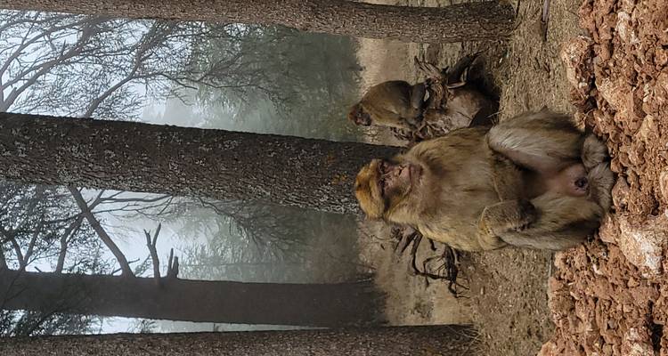 Macaques de Barbarie dans un paysage forestier avec de la brume.