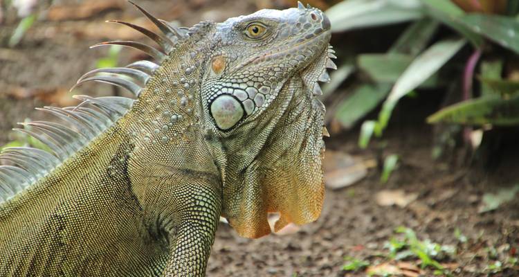 Close-up of an iguana in a natural habitat.