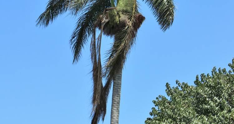 Tall palm tree against a clear blue sky.