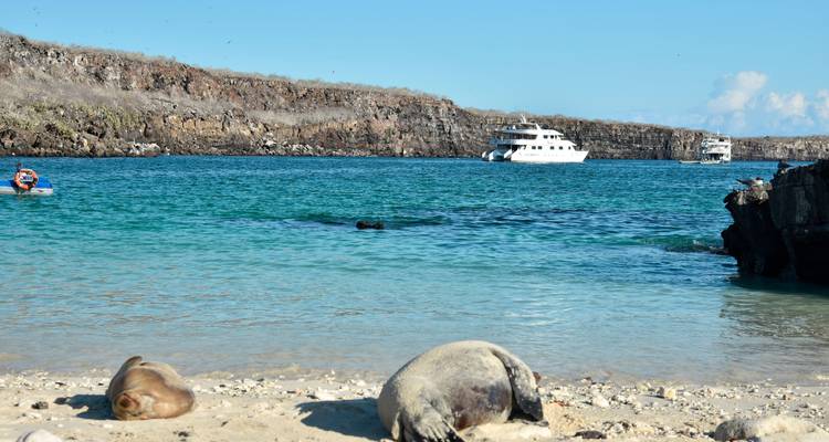 Des phoques se reposant sur une plage rocheuse avec des yachts sur l'eau.