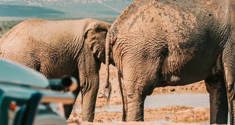 Gros plan de deux éléphants africains à côté d'un véhicule de safari à un point d'eau boueux.