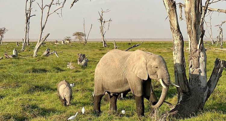 Elephants surrounded by greenery and scattered trees.