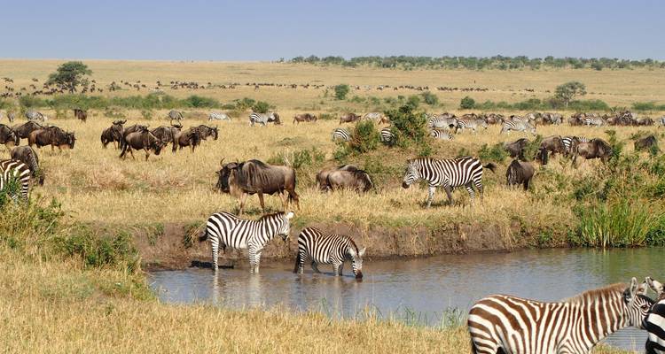Zebras and wildebeests at a watering point in a savannah.