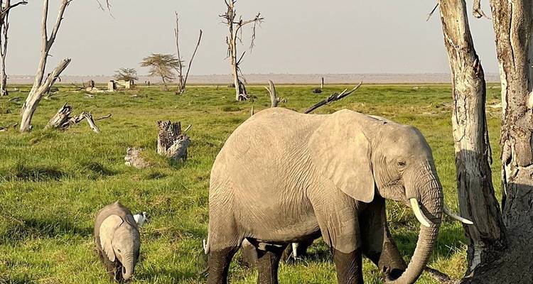 An elephant and calf graze on green savanna dotted with dead trees.
