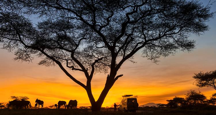 Sonnenuntergang mit silhouettierten Wildtieren und einem Safari-Fahrzeug unter einem großen Baum.