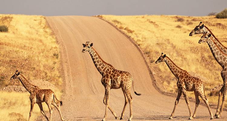 Una fila de jirafas cruza un camino polvoriento en medio de la sabana dorada del Parque Nacional Etosha.