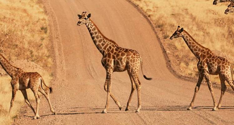 Un petit troupeau de girafes traverse une route de gravier poussiéreuse au milieu d'herbes de savane dorées et arides.