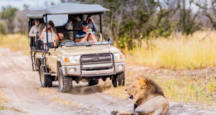 Participants d'un safari observant un lion.