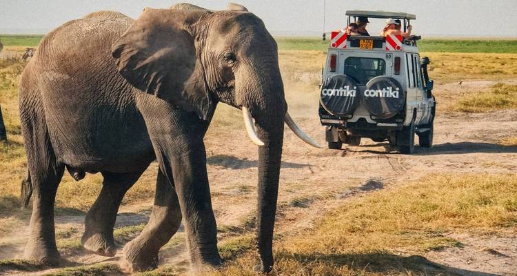Large elephant walking near a safari vehicle.