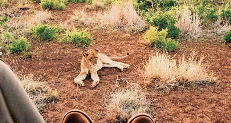 Una leona relajada descansa sobre tierra rojiza y pasto seco, vista desde el pozo de los pies de un vehículo de safari.