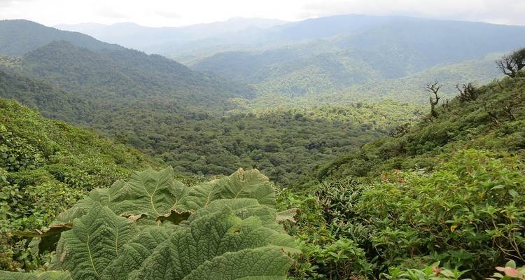 Paysage montagneux verdoyant avec une canopée forestière dense.