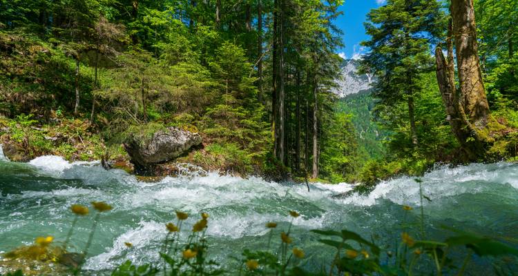 Une scène de forêt vibrante avec un ruisseau impétueux et un arrière-plan montagneux.
