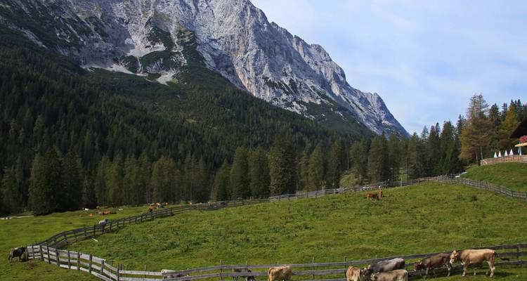 Kühe grasen in einem Tal vor einer Bergkulisse.