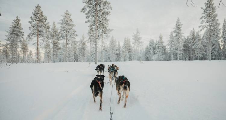 Dog sled team racing through a snowy forest.
