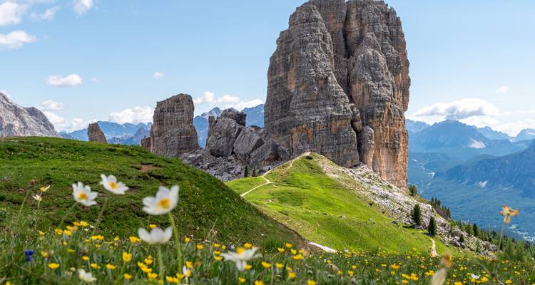 Des fleurs sauvages au premier plan avec un arrière-plan montagneux spectaculaire.