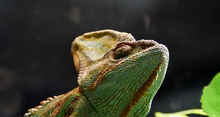 Close-up weergave van een kameleon met gedetailleerde texturen.