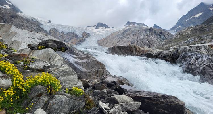 Ein mächtiger rauschender Fluss mit gelben Blumen und schneebedeckten Bergen.