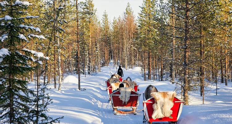 Reindeer pulling sleighs through a snowy forest.