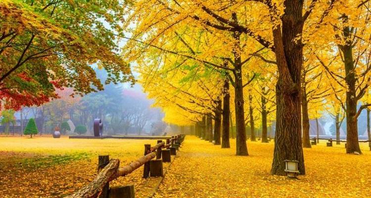 Allée bordée de ginkgos aux feuilles jaunes en automne.